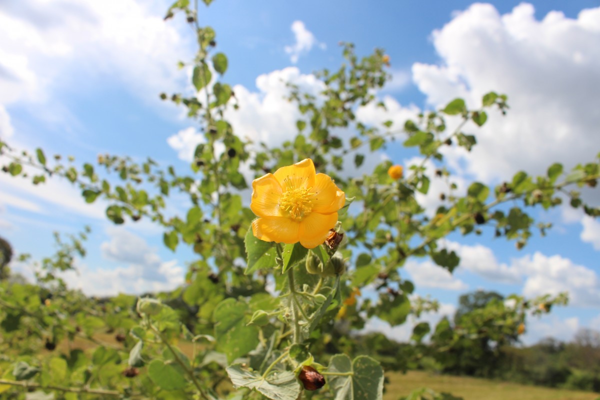 Abutilon indicum (L.) Sweet